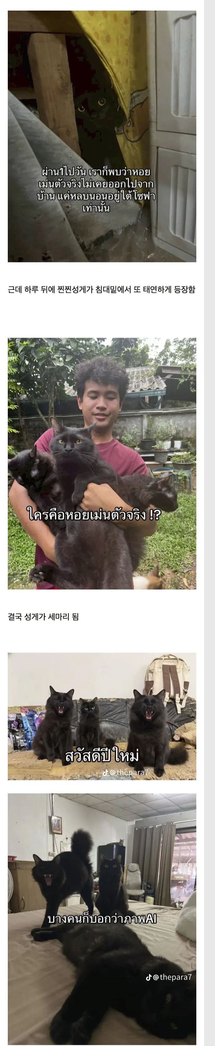 고양이 잃어버린 태국인의 최후_2.webp