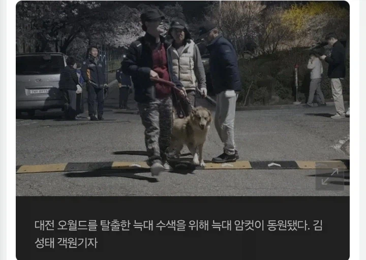 오월드 탈출 수컷 늑대에게 미인계를 사용하는 이유ㄷㄷㄷ_1.webp