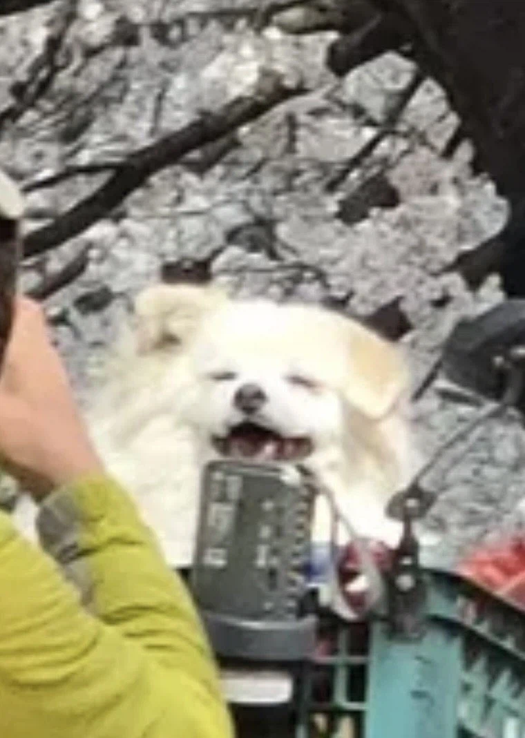 아저씨와 벚꽃산책이 너무행복한 멈뭉이.jpg_3.webp