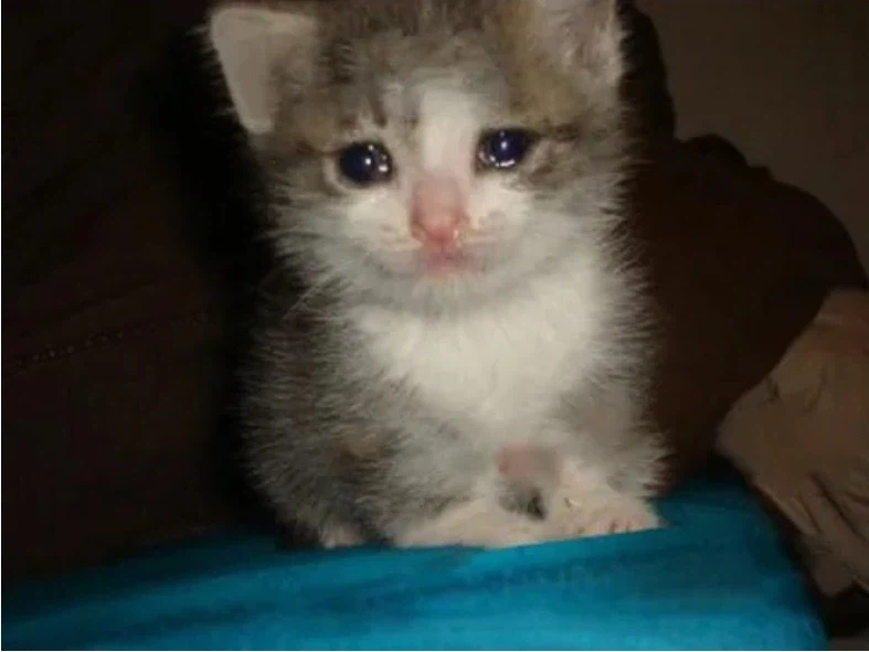 트릭컬 스핔이 우는 짤의 변천과정_1.webp