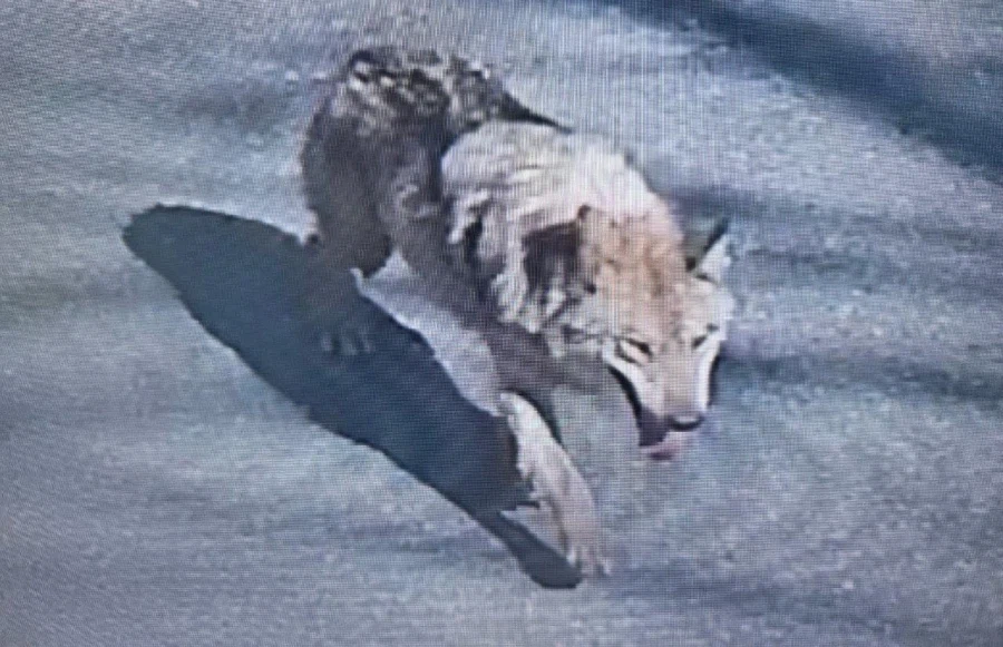 늑구는 안전하게 사고 안치고 돌아오면_1.webp