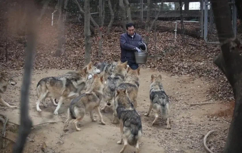 집 나가기 전 늑구 생활모습_1.webp