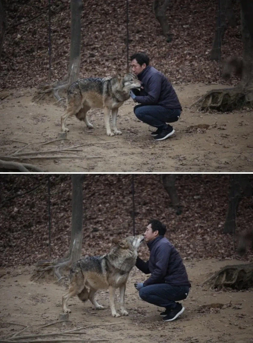 집 나가기 전 늑구 생활모습_2.webp