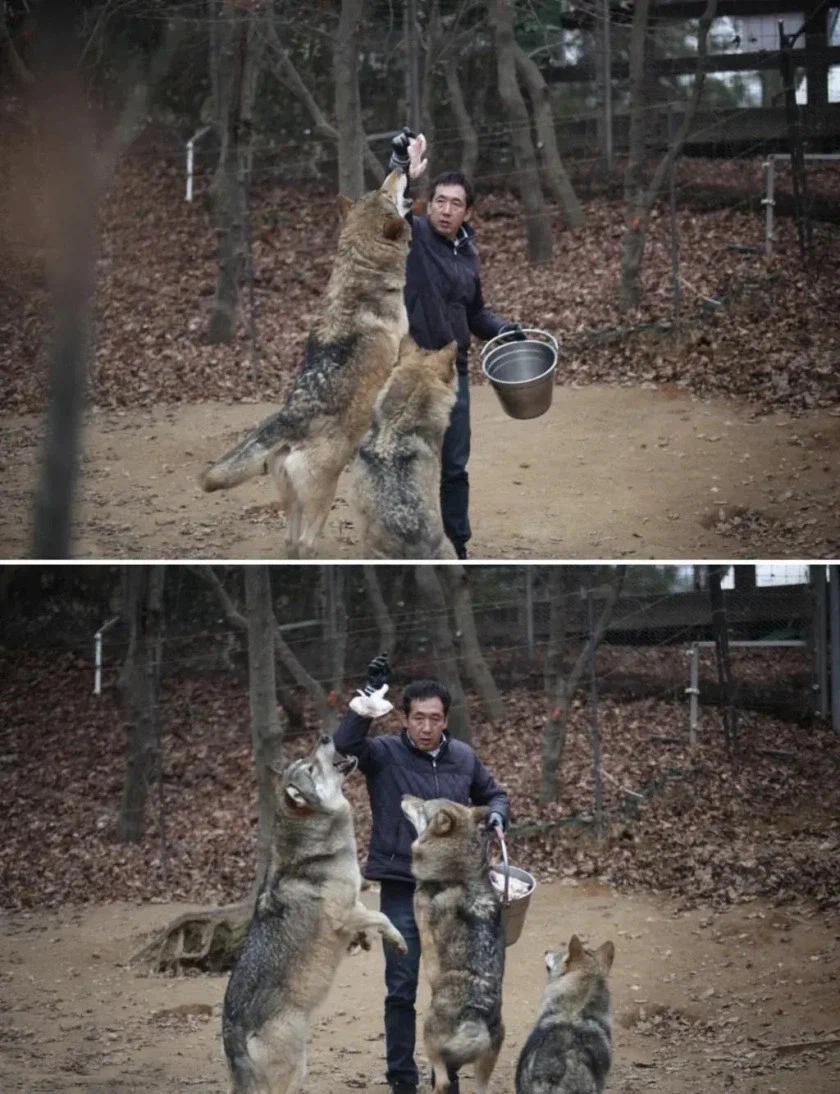 집 나가기 전 늑구 생활모습_3.webp