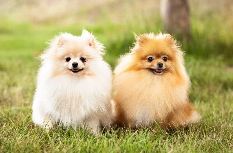 상상을 초월하는 개와 늑대의 유전자 차이_2.webp