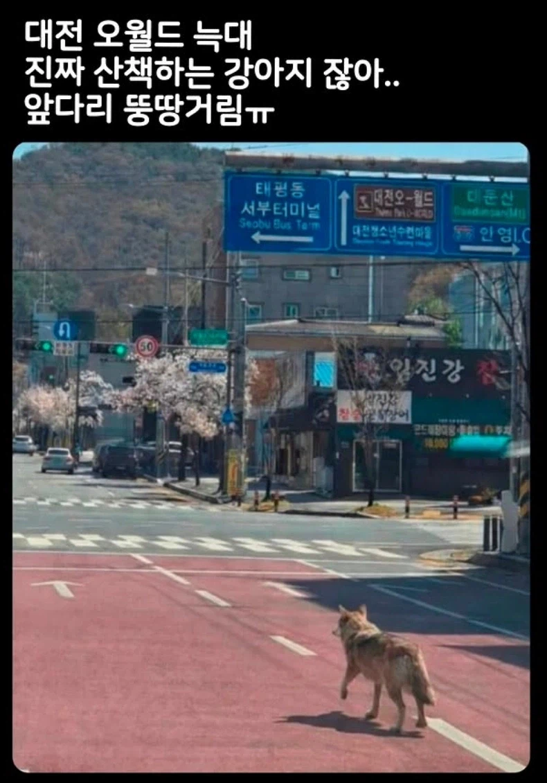 대전 동물원 탈출한 늑대는..._1.webp