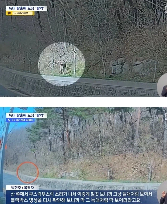 대전, 탈출한 늑대 늑구가 안 잡히는 이유???_1.webp