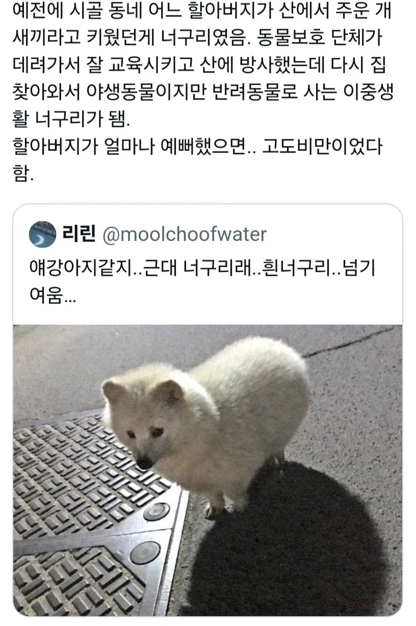 대전, 탈출한 늑대 늑구가 안 잡히는 이유???_3.webp