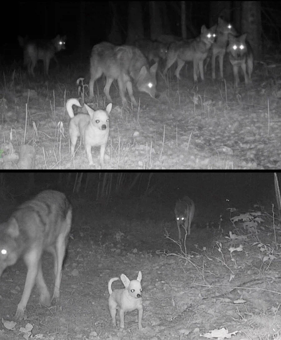 늑대무리의 리더_1.webp