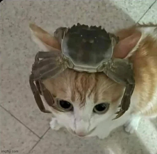 고양이랑 함께하는게임 추천좀_1.webp