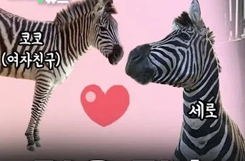 오월드 늑대보다 먼저 탈출해 세상을 맛본 동물_4.webp