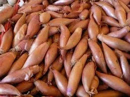 프랑스 식재료 샬롯과 매우 비슷한 한국의 식재료.jpg_2.webp