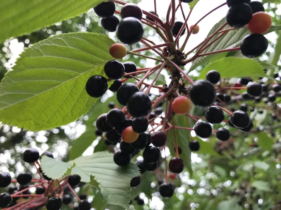 벚꽃 지고 난 뒤에는 뭐가 오죠? 허무해요 ㅠㅠ_1.webp