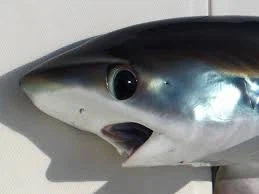 지방러들이 충격받는 서울 지도.jpg_2.webp