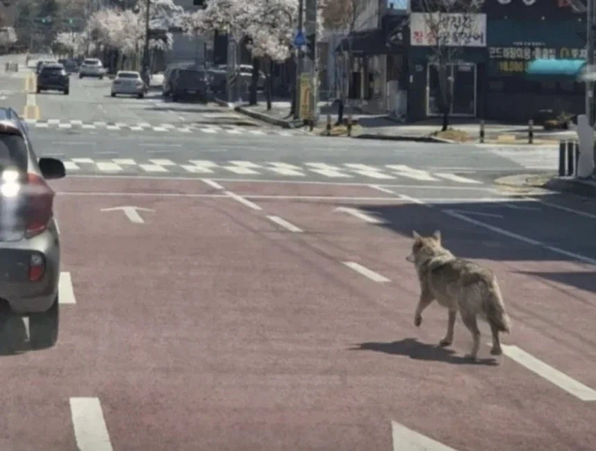 대전 늑대 탈출 사진이라고 올라오는 사진의 진실.news_1.webp