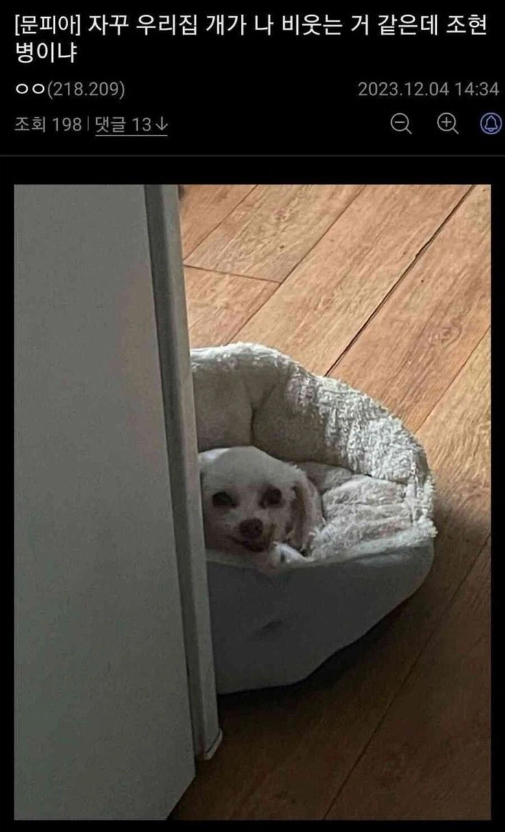 조현병에 걸린 디씨인_1.webp