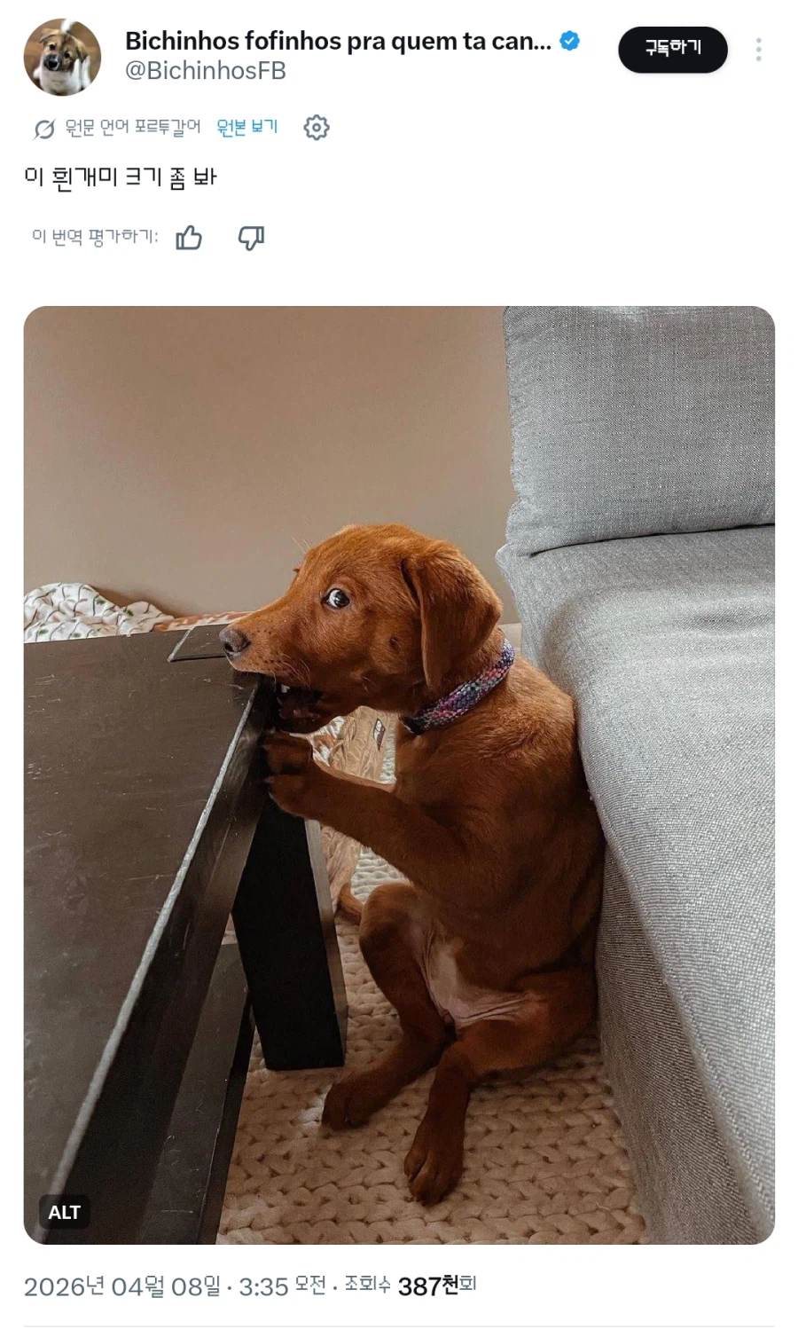 주로 집에서 서식하는 거대 흰개미_1.webp