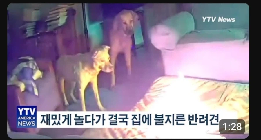 집에 불낸 멍뭉이_1.webp