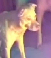 집에 불낸 멍뭉이_2.webp