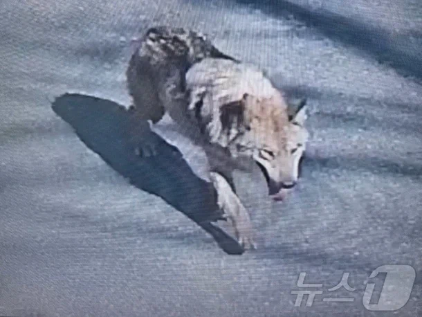 늑구 못찾는게 당연하지_1.webp