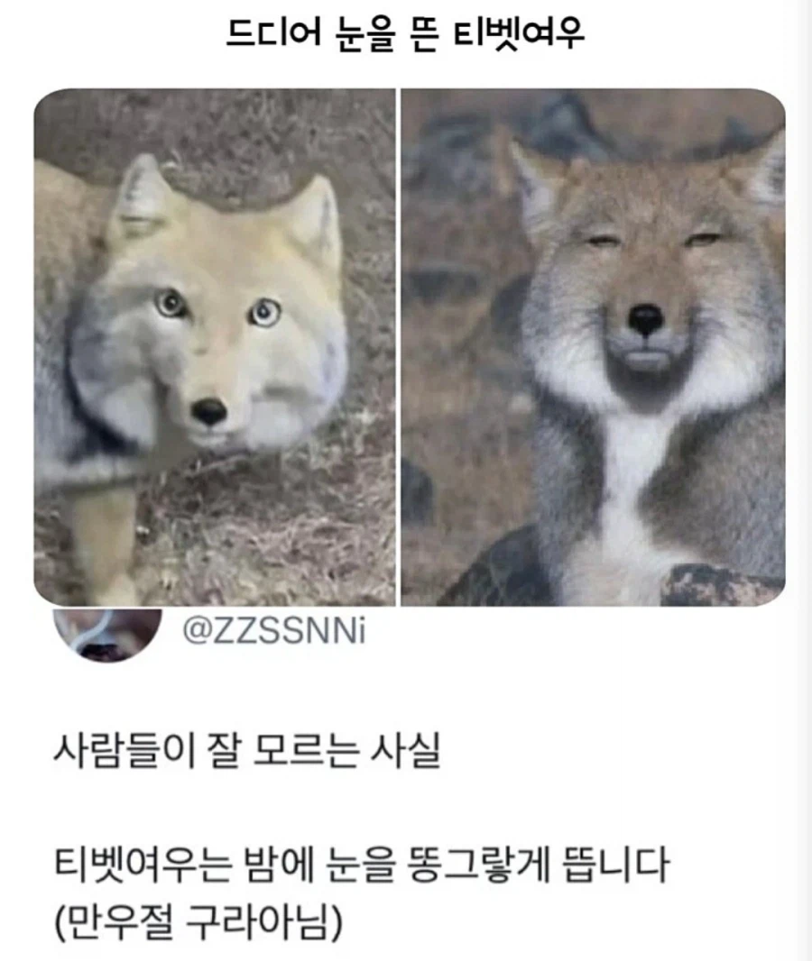 아무도 몰랐던 티벳여우의 비밀.jpg_1.webp