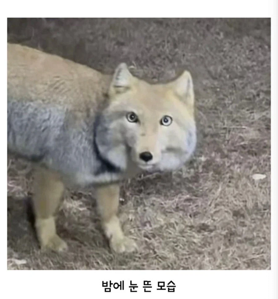 아무도 몰랐던 티벳여우의 비밀.jpg_2.webp