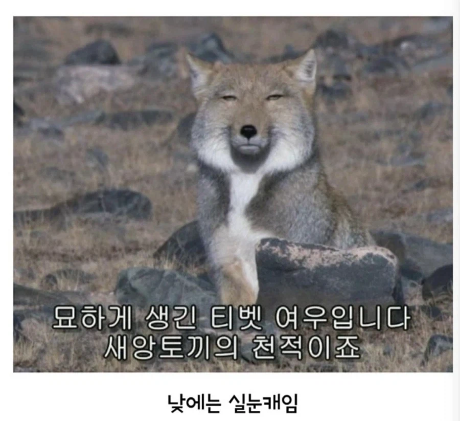 아무도 몰랐던 티벳여우의 비밀.jpg_3.webp