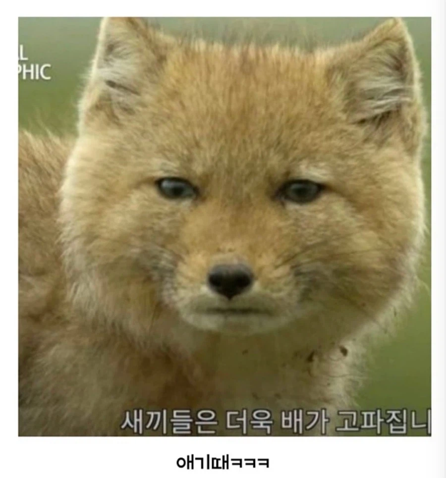 아무도 몰랐던 티벳여우의 비밀.jpg_4.webp