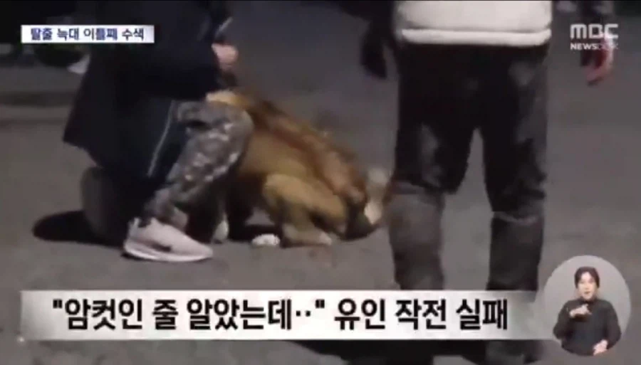 대전 오월드 탈출한 늑대를 꼬시기 위해 데려온 암컷 늑대_2.webp