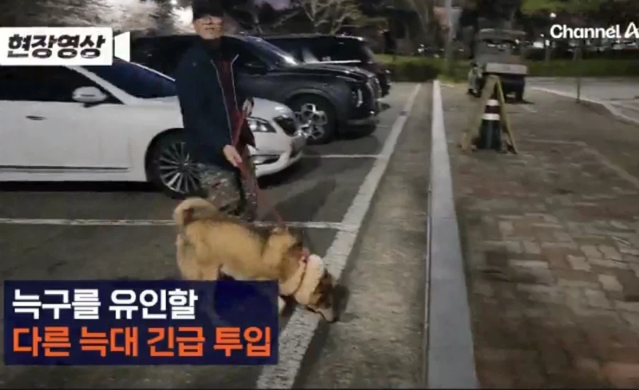 대전 오월드 탈출한 늑대를 꼬시기 위해 데려온 암컷 늑대_1.webp