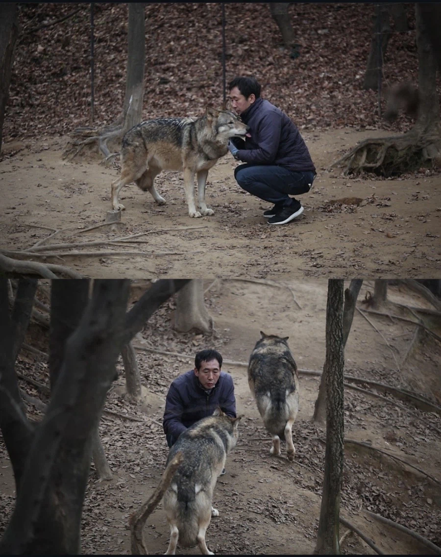 늑구네 동물원 보니까_1.webp