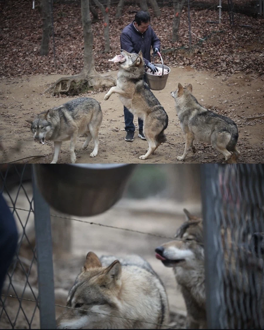 늑구네 동물원 보니까_2.webp