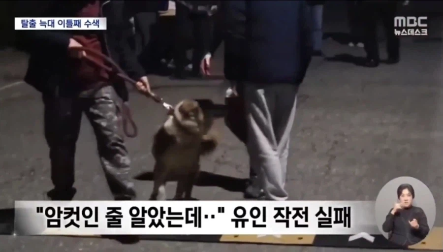 미인계로 늑대 꼬시려고 암컷늑대 동원한 결과_2.webp