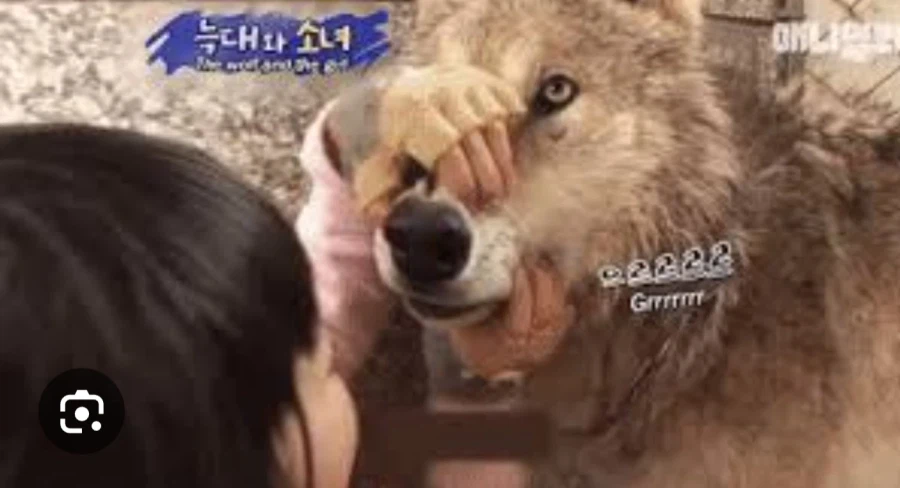 늑대가 사람손 타면 디게 허접되는거 같음_1.webp