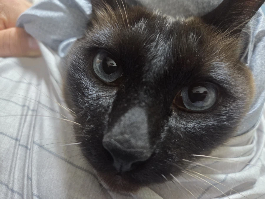 우리집 고양이는 귀엽고 잘생겼고 집사는...._1.webp