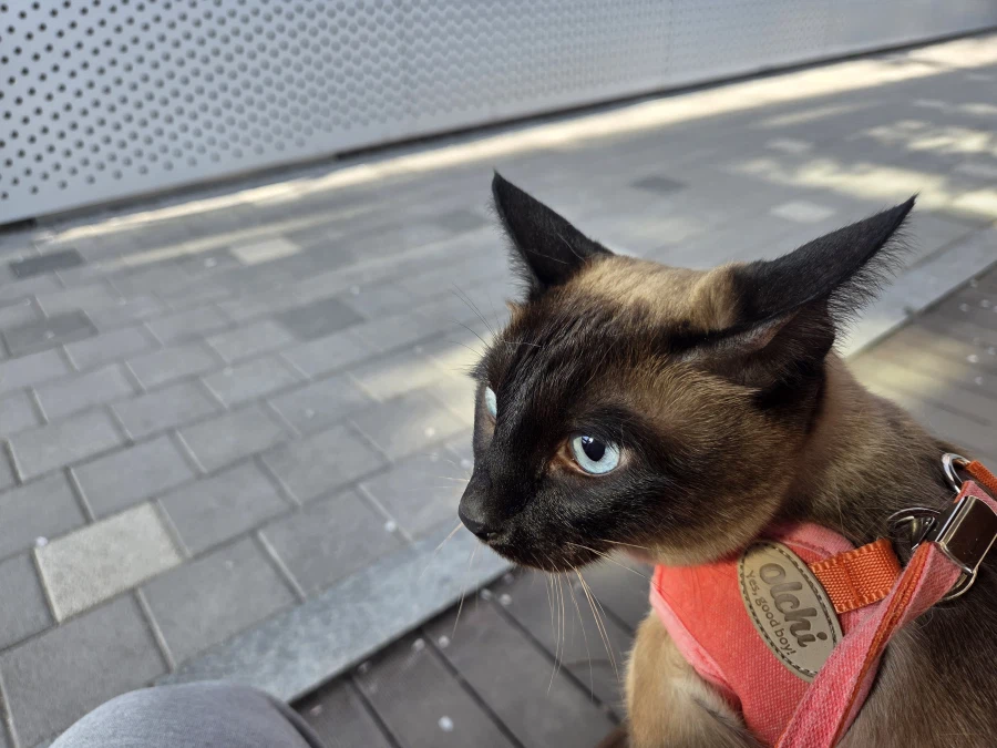 우리집 고양이는 귀엽고 잘생겼고 집사는...._3.webp