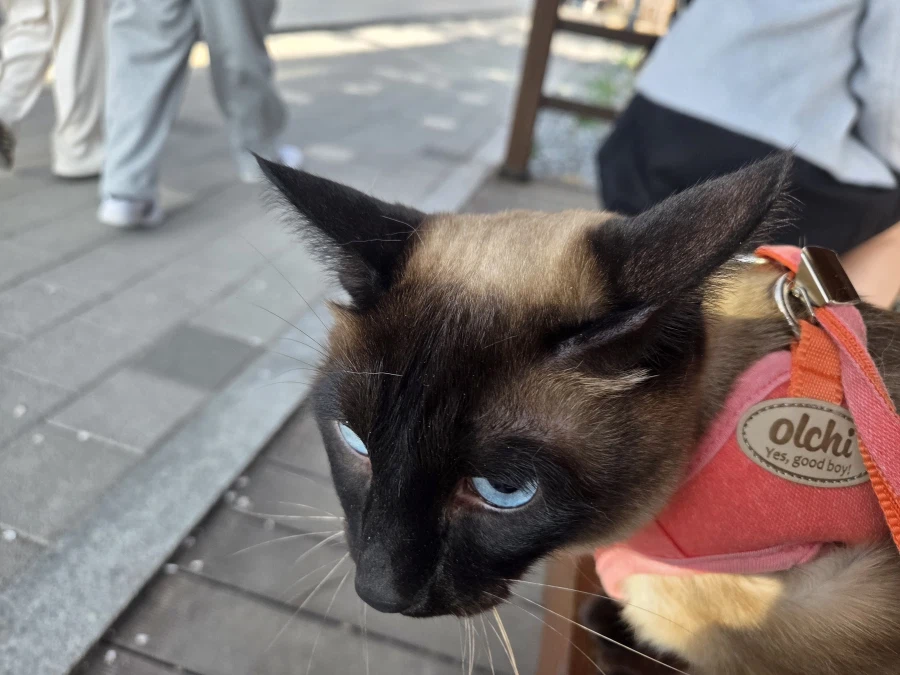 우리집 고양이는 귀엽고 잘생겼고 집사는...._4.webp