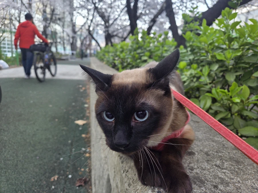 우리집 고양이는 귀엽고 잘생겼고 집사는...._5.webp