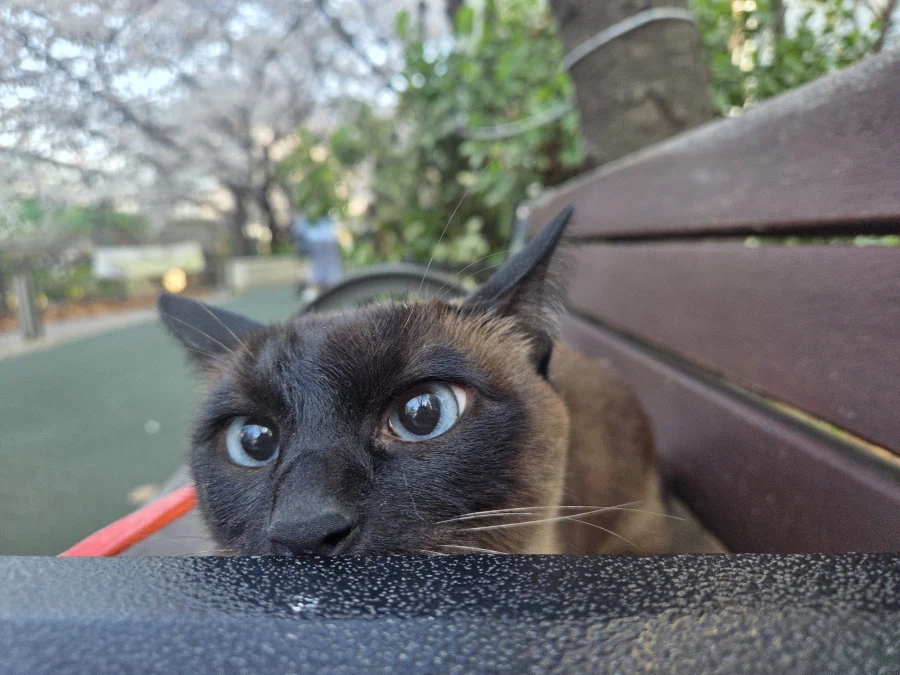 우리집 고양이는 귀엽고 잘생겼고 집사는...._6.webp