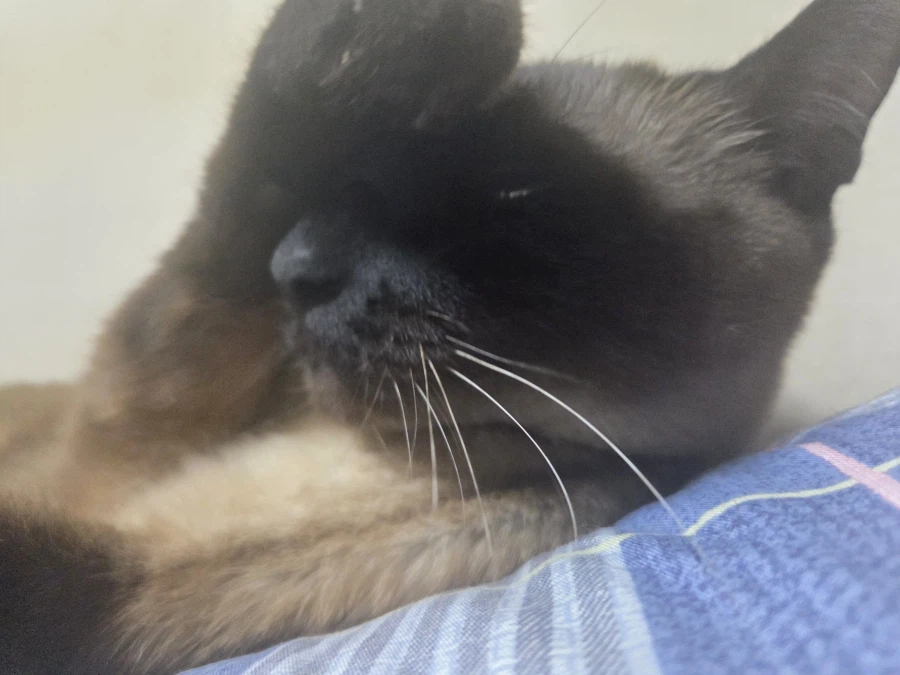 우리집 고양이는 귀엽고 잘생겼고 집사는...._10.webp