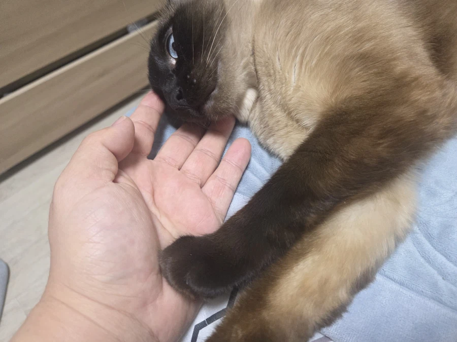 우리집 고양이는 귀엽고 잘생겼고 집사는...._12.webp