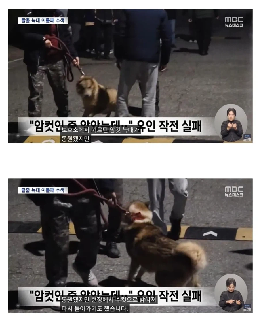 대전 늑대 미인계가 실패한 이유_1.webp