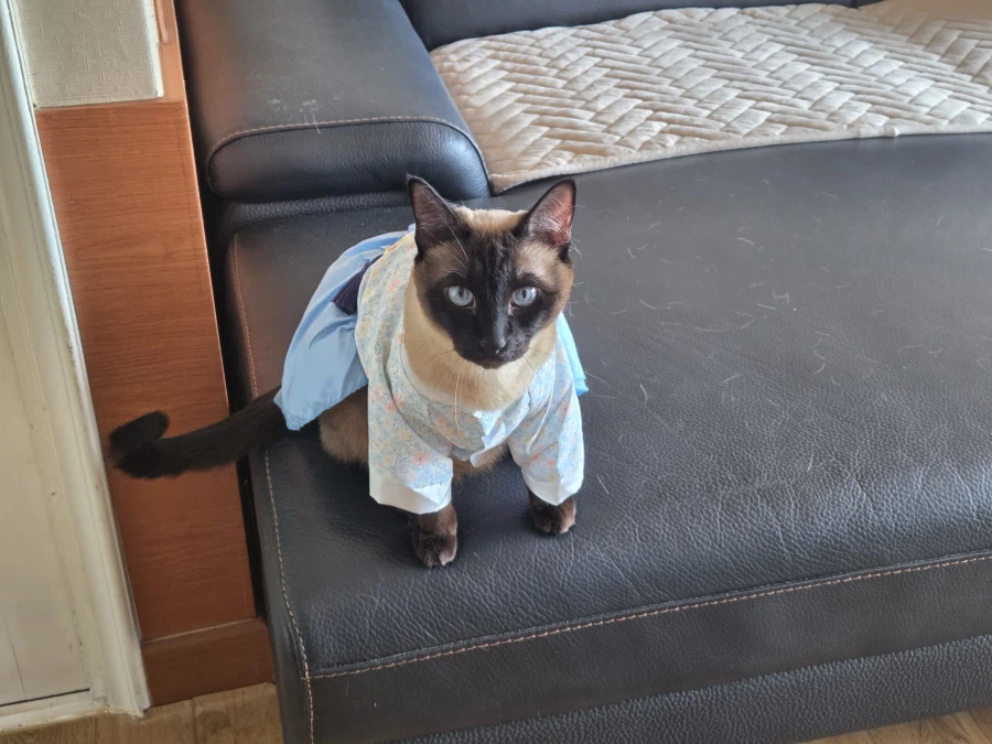 하하하 샴고양이는 털 그렇게 안날려요~~_1.webp