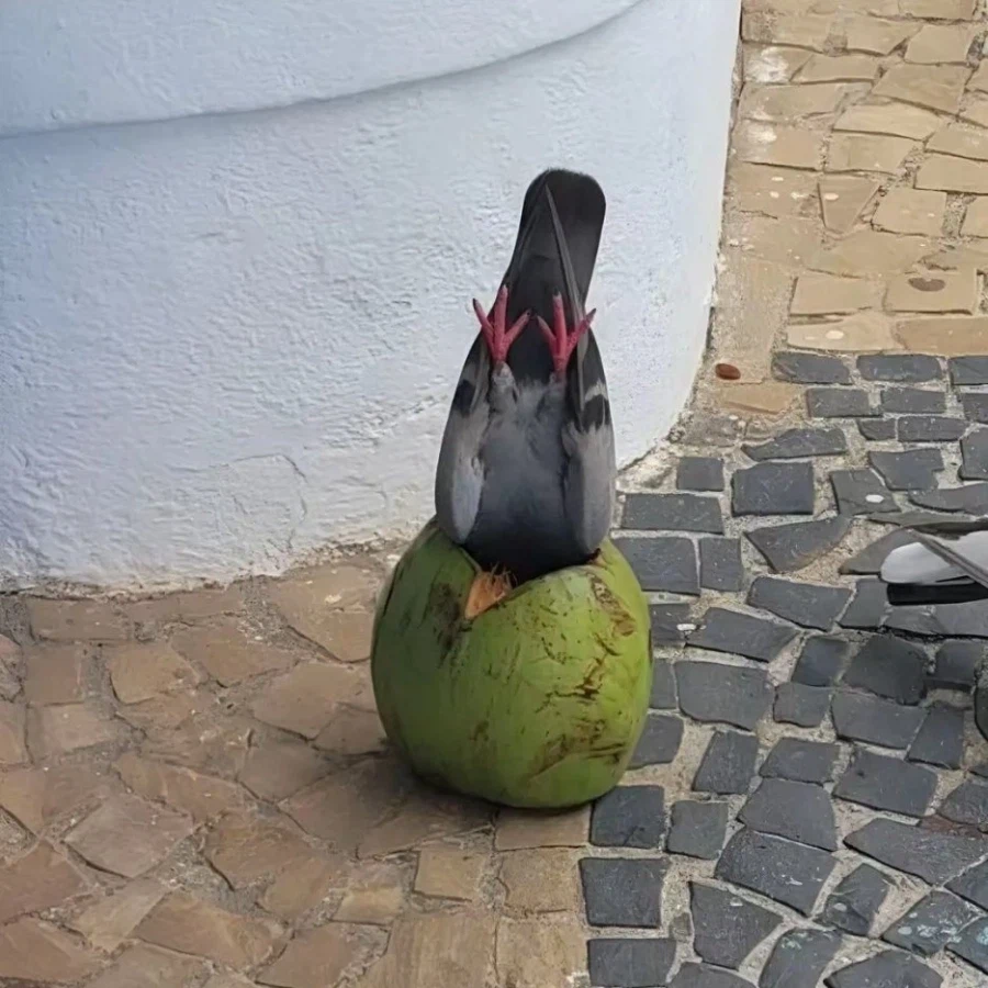 비둘기는 대체 뭘까.....jpg_2.webp