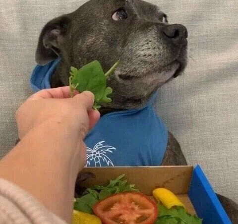 아가리 벌려.jpg_4.webp