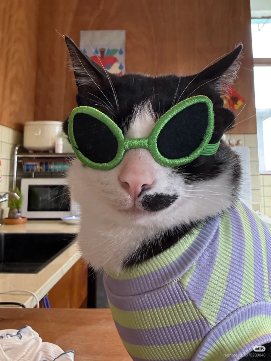 익숙한 선글라스를 착용한 고양이_1.webp