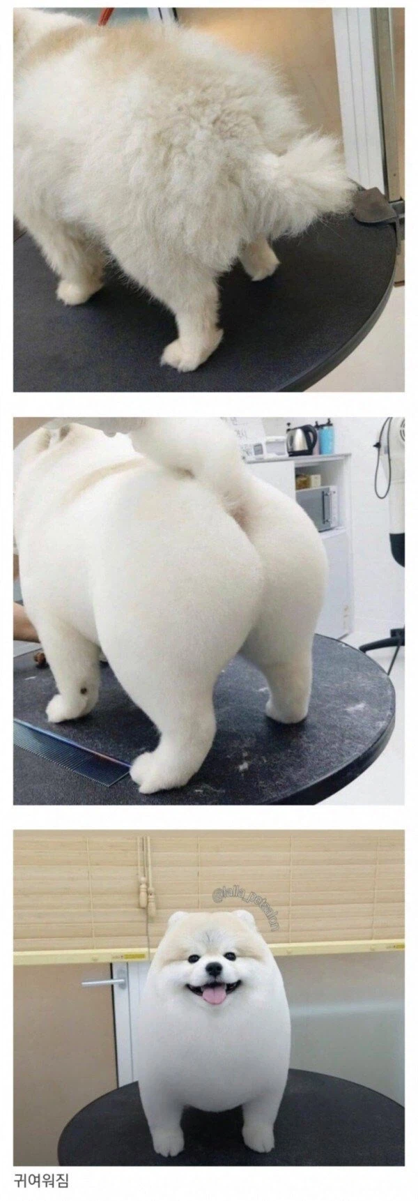 개 미용실에 데려가는 이유 jpg._1.webp