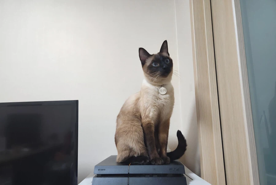 솔직히 말해서 플스4는 명기였다고 말했습니다!!_1.webp