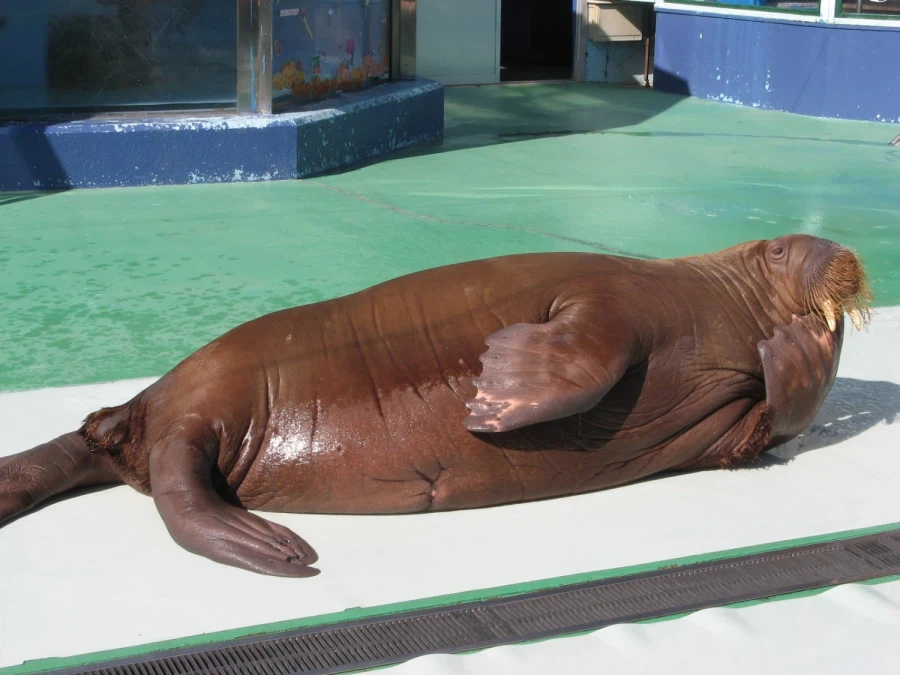 음탕한 바다 코끼리 사진들.jpg_2.webp