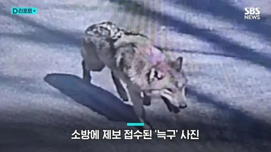 전부 AI 조작이었던 늑구 사진_3.webp